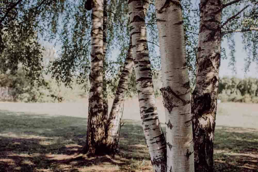 Birkenbäume im Sonnenlicht.